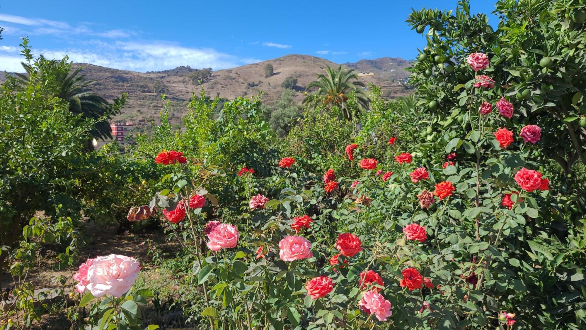 Holiday home Casa Con Piscina, High-speed Wi-fi Y Vistas Santa Brigida (Gran Canaria)